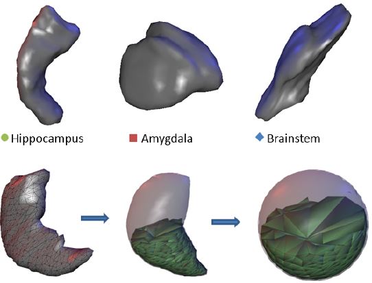 Computing shape descriptors of brain segments.